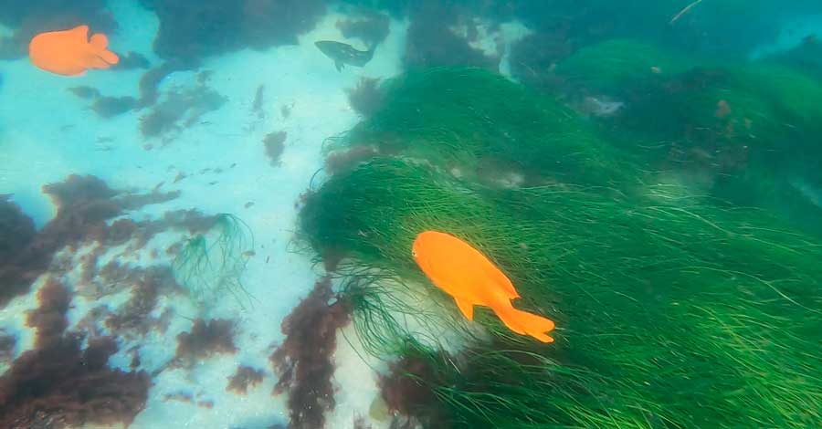Garibaldi in the La Jolla Underwater Park