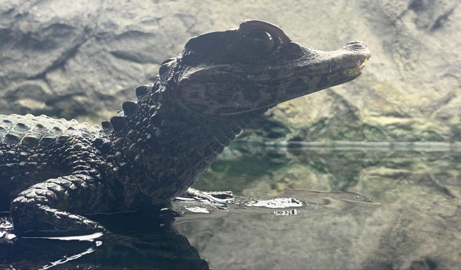 View of a baby alligator on water in Gatorland