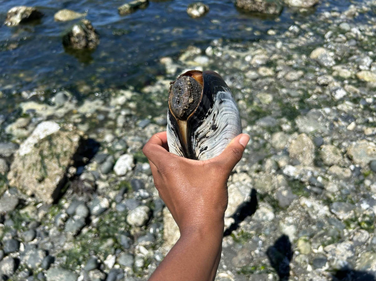 Holding a geoduck at Carkeek Park Beach