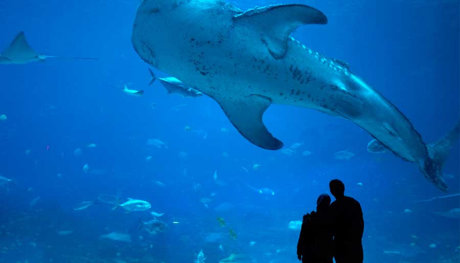 A couple admiring the sea creatures in Georgia Aquarium