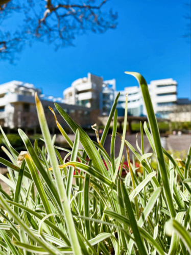Exterior view of the Getty Museum behind the grass in the distance
