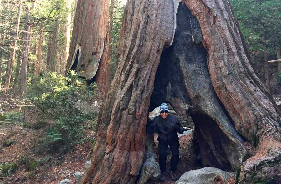The author's father posing for a photo with a giant Sequoia