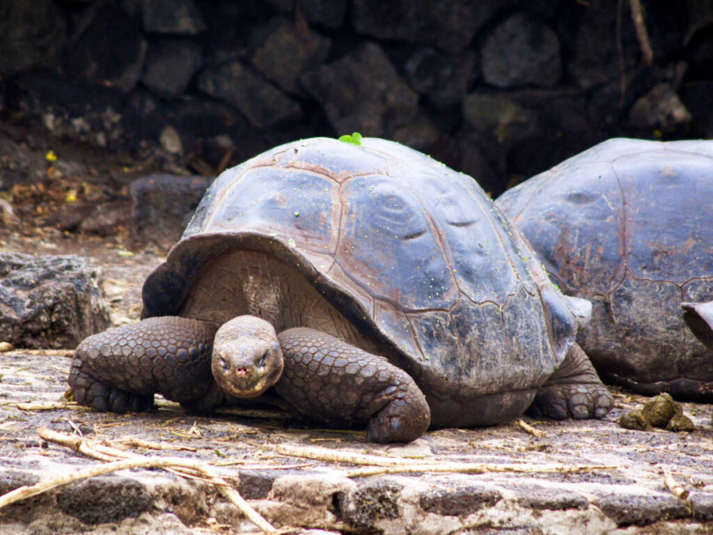 Closeup view of the giant turtles on the ground