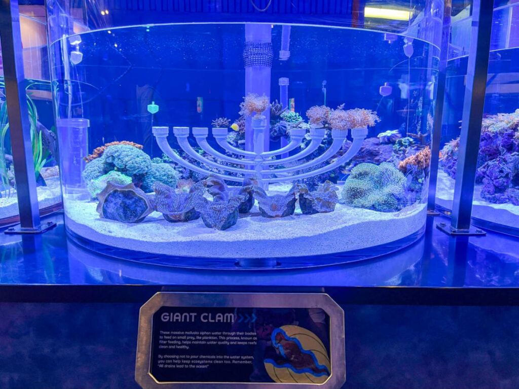 View of Giant clams on display on the aquarium at The Seas
