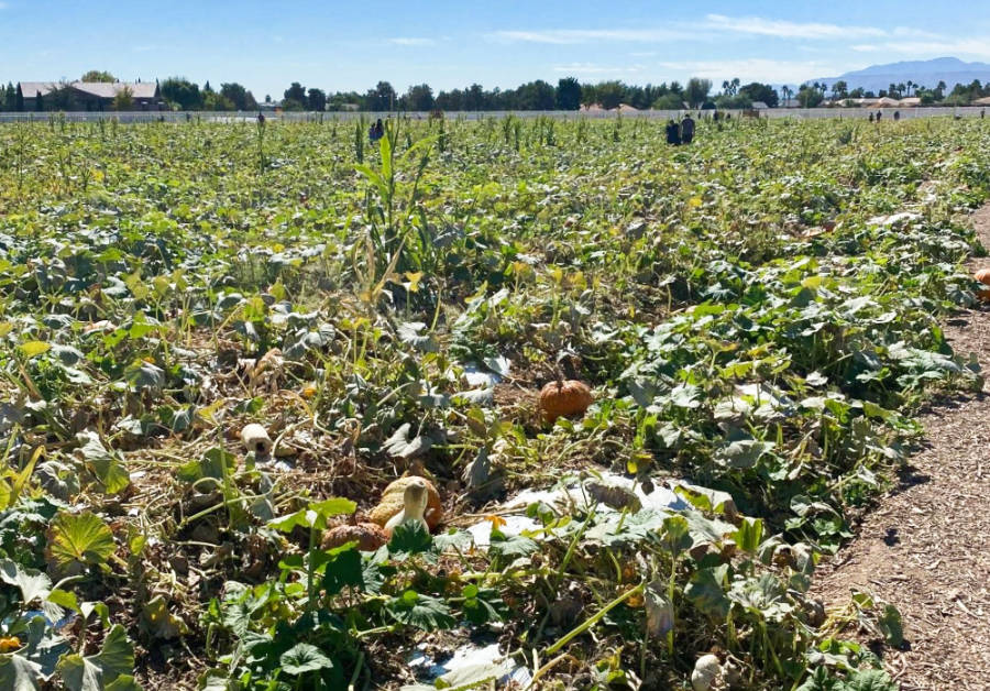 A sunny day in the wide field of pumpkin plantation in Gilcrease Orchard