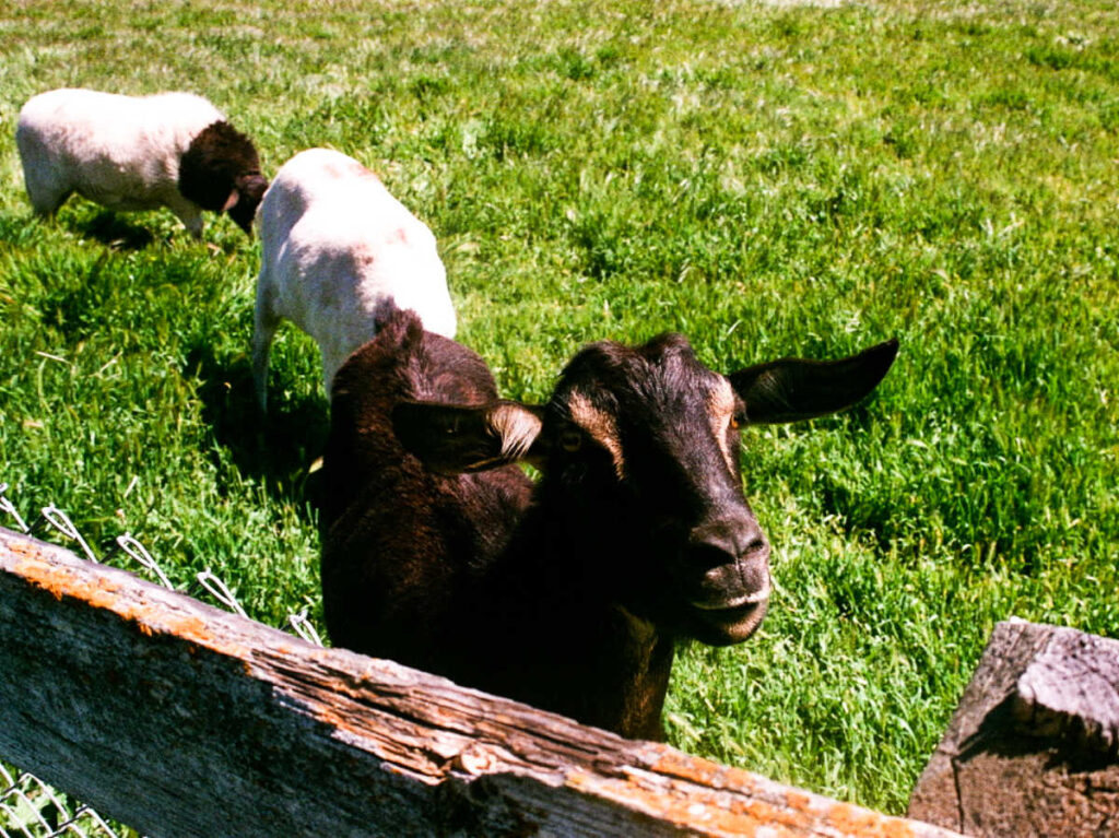The goats behind the fence at the Gilroy farm