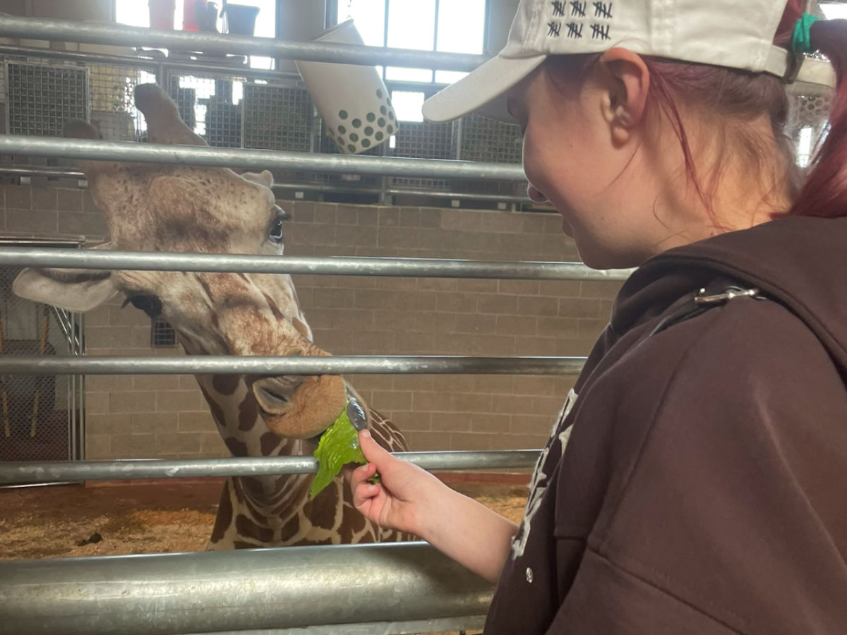 A lady feeding the Giraffe at Cheyenne Mountain Zoo