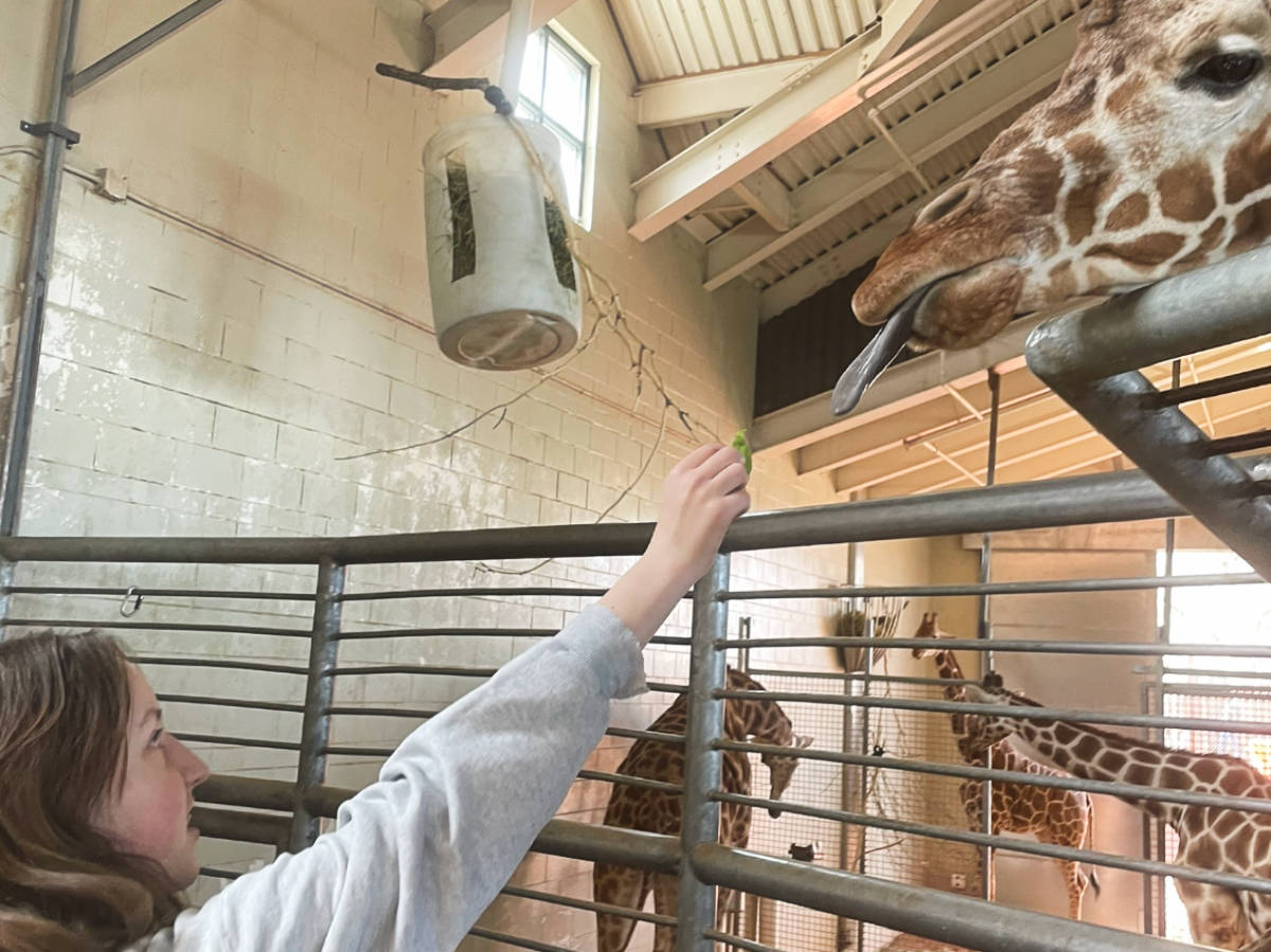 The author's daughter feeding the giraffe in Cheyenne Mountain Zoo