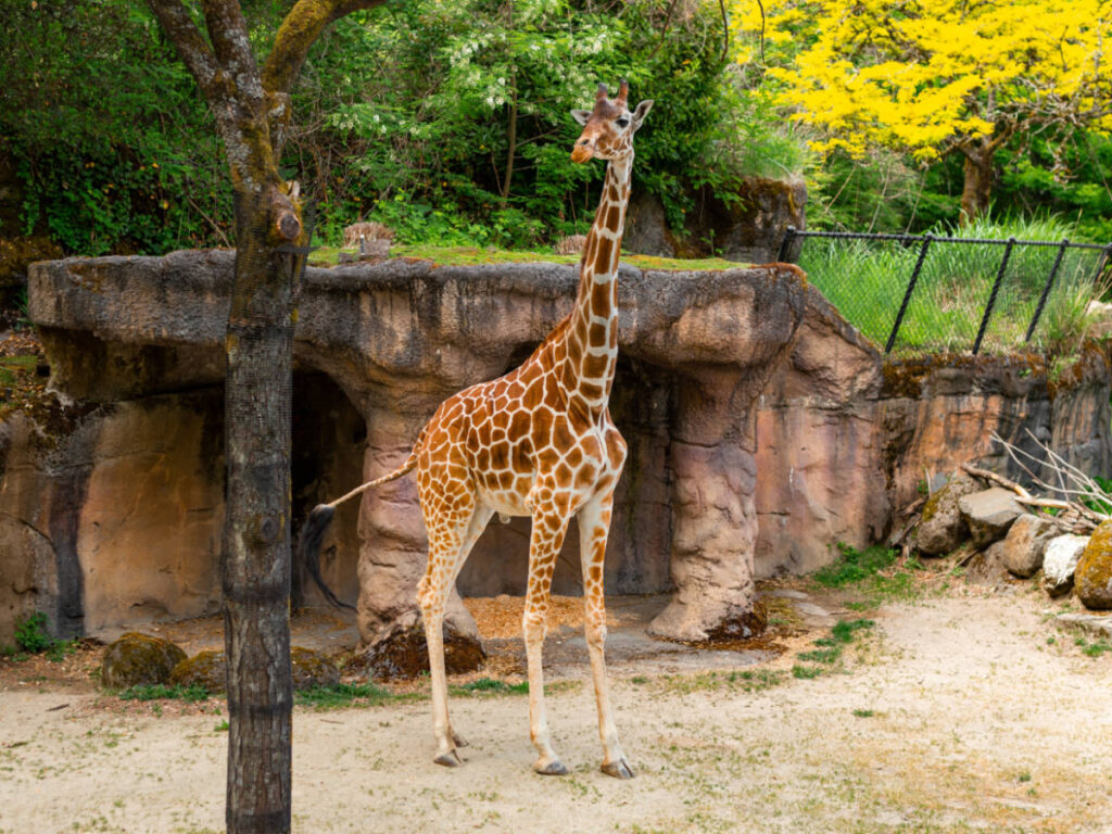 A giraffe standing tall at the wildlife park