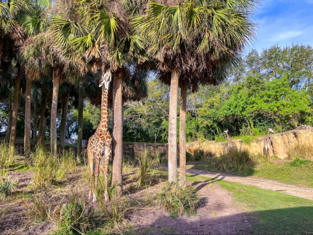 Giraffes with their long necks reaching up towards the leaves on the trees at Kilimanjaro Safaris