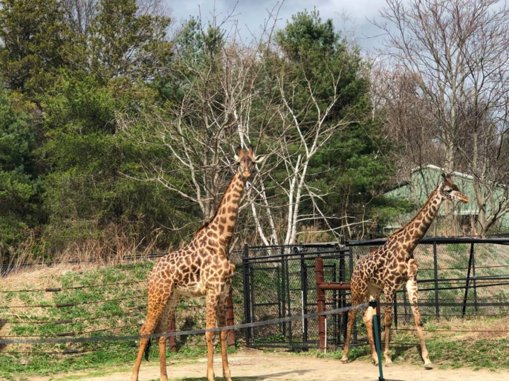 View of the giraffes behind the fence at the Franklin Park Zoo