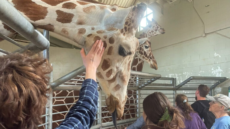 Visitors petting the giraffes at Cheyenne Mountain Zoo