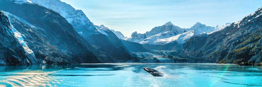 View of a whale at the Glacier Bay National Park