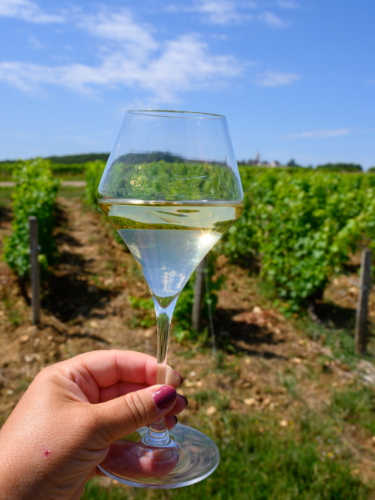 Holding a glass of white wine at the vineyards