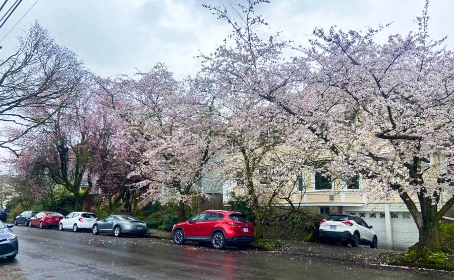 View of the parked cars near the cherry blossom's trees on a gloomy day