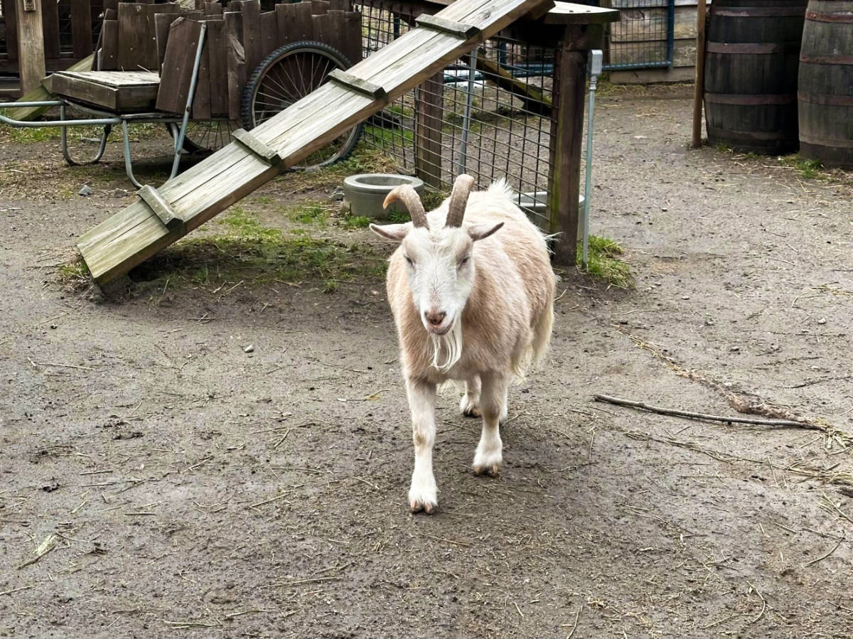 A goat walking at the Western North Carolina Nature Center