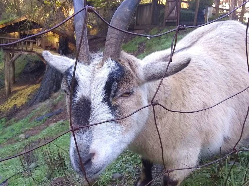 A goat stands behind a fence in the grass at Old Country Market