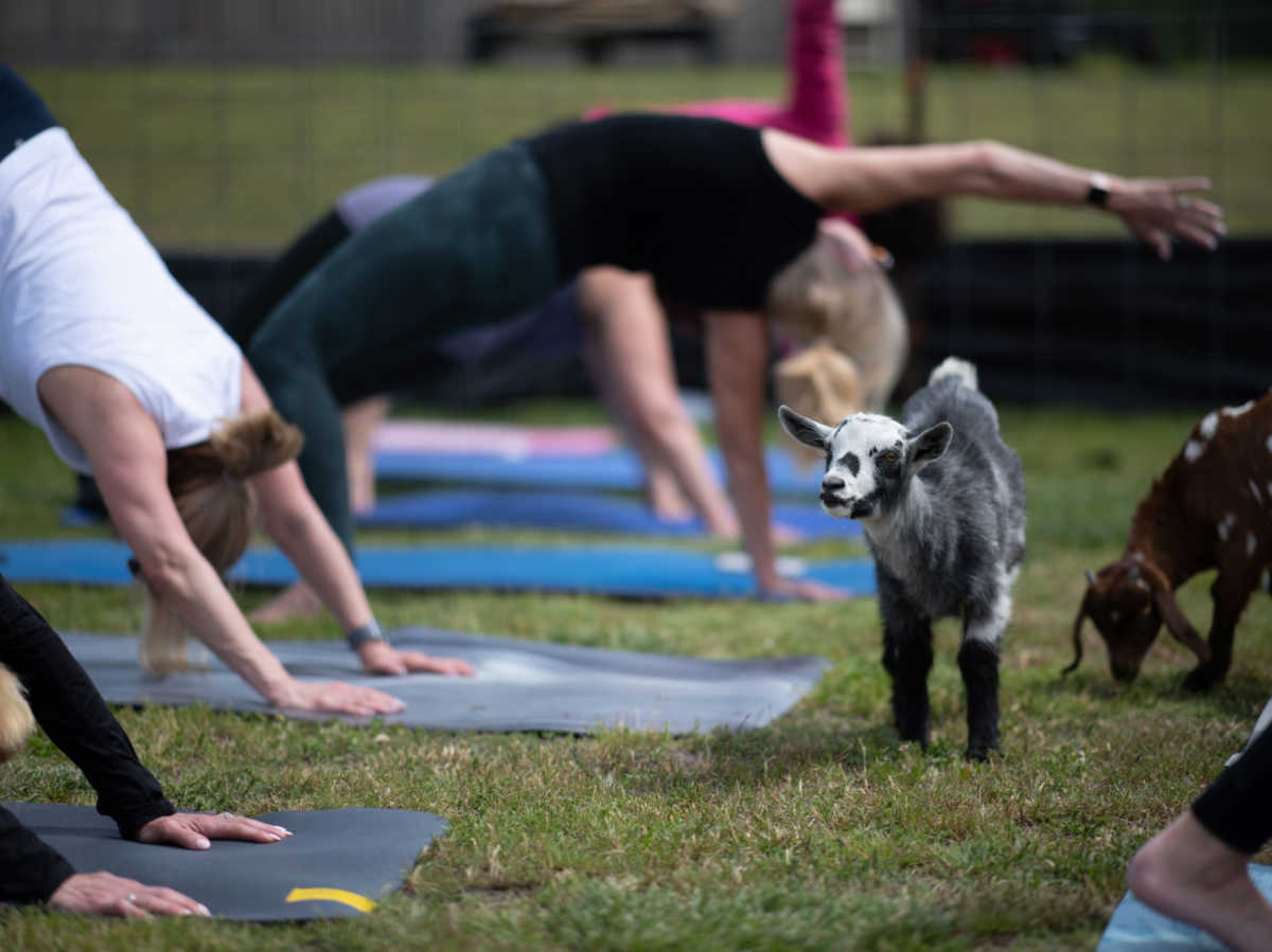 View of the goats walking around the people doing yoga on the ground