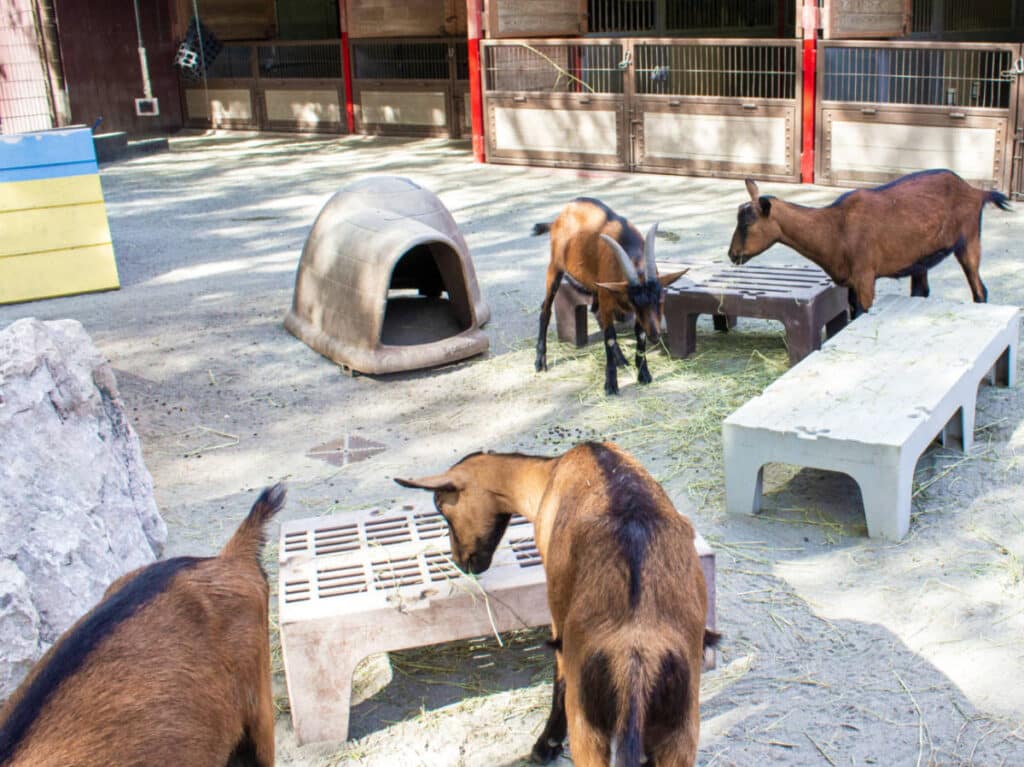 View of the goats eating in the Affection Section at Disney's Animal Kingdom