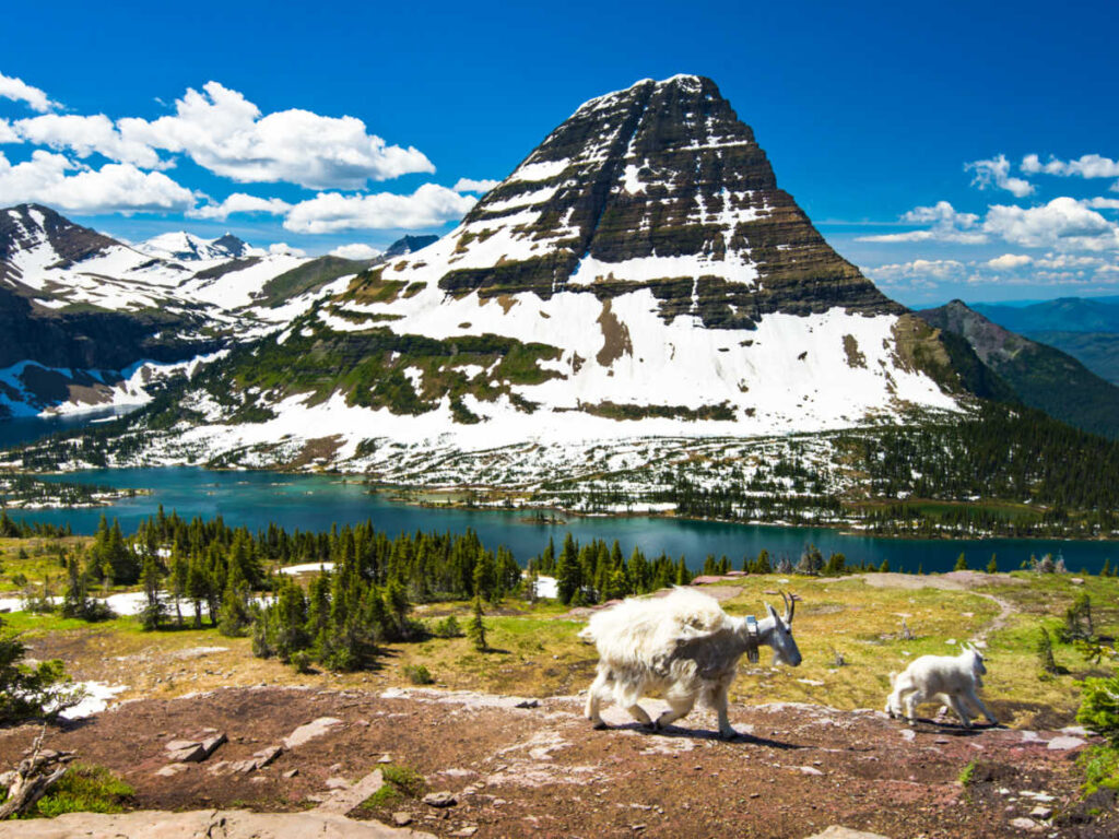 View of the goats walking along the landscapes with the view of Glacier National Park in the background