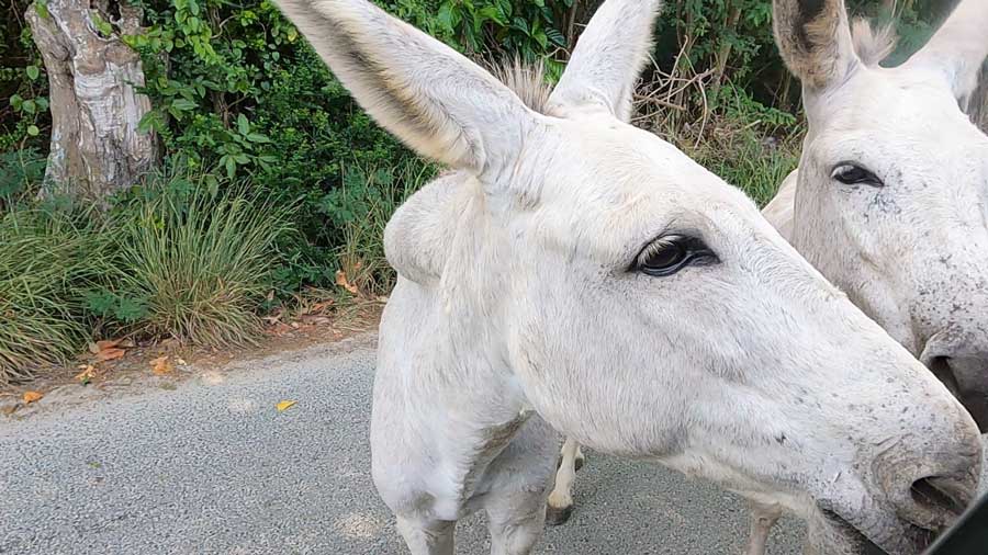 Close up view of goats in US Virgin Islands