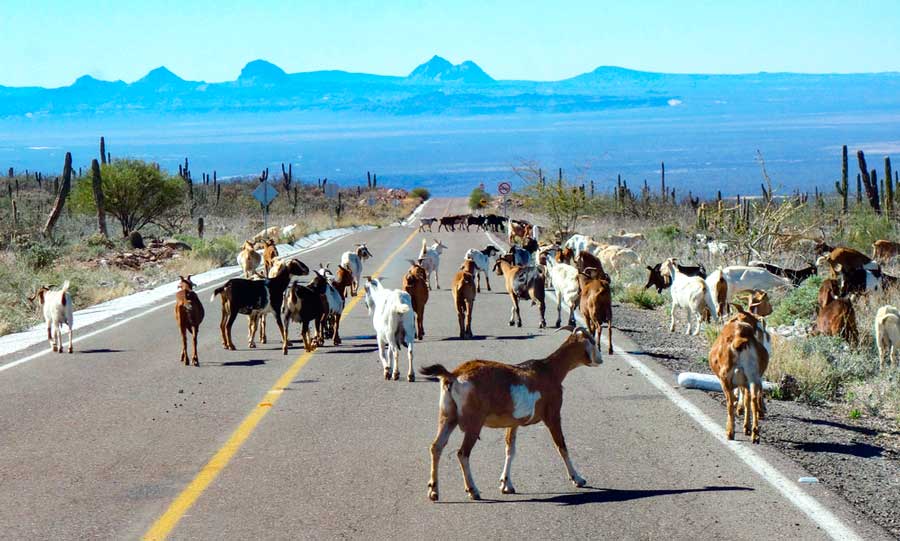 View of the goats in the middle of the road against a clear blue sky