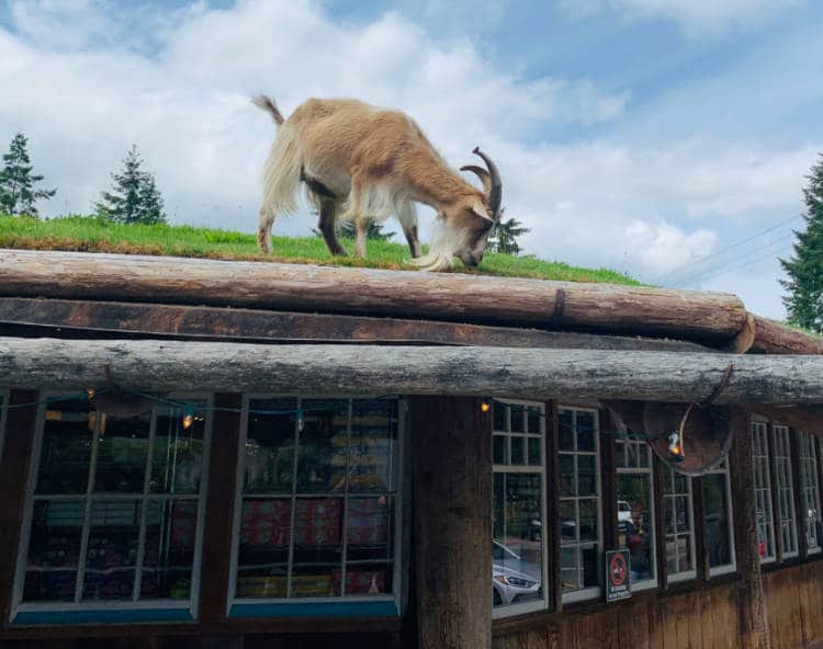 Goats on the Roof of Old Country Market Vancouver Island