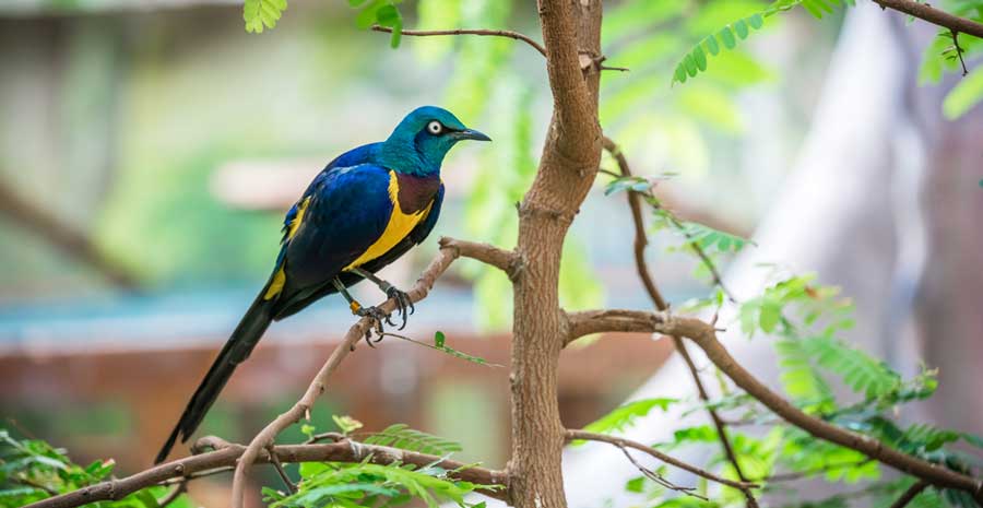 A colorful golden-breasted starling on a tree branch