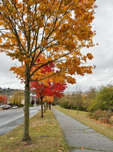 View of a tree during fall season