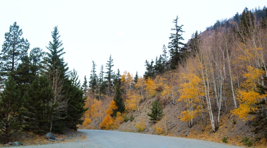 View of yellow and green trees from across the road in Golden Gate Canyon State Park during autumn
