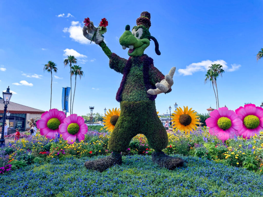 A huge topiary of the character of Goofy in Disney World