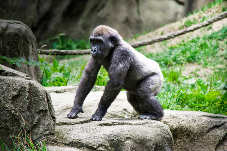A gorilla at the Cincinnati Zoo