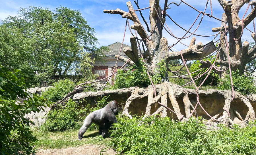 A gorilla roaming around the huge roots of the trees surrounded with greenery at the Regenstein Center for African Apes