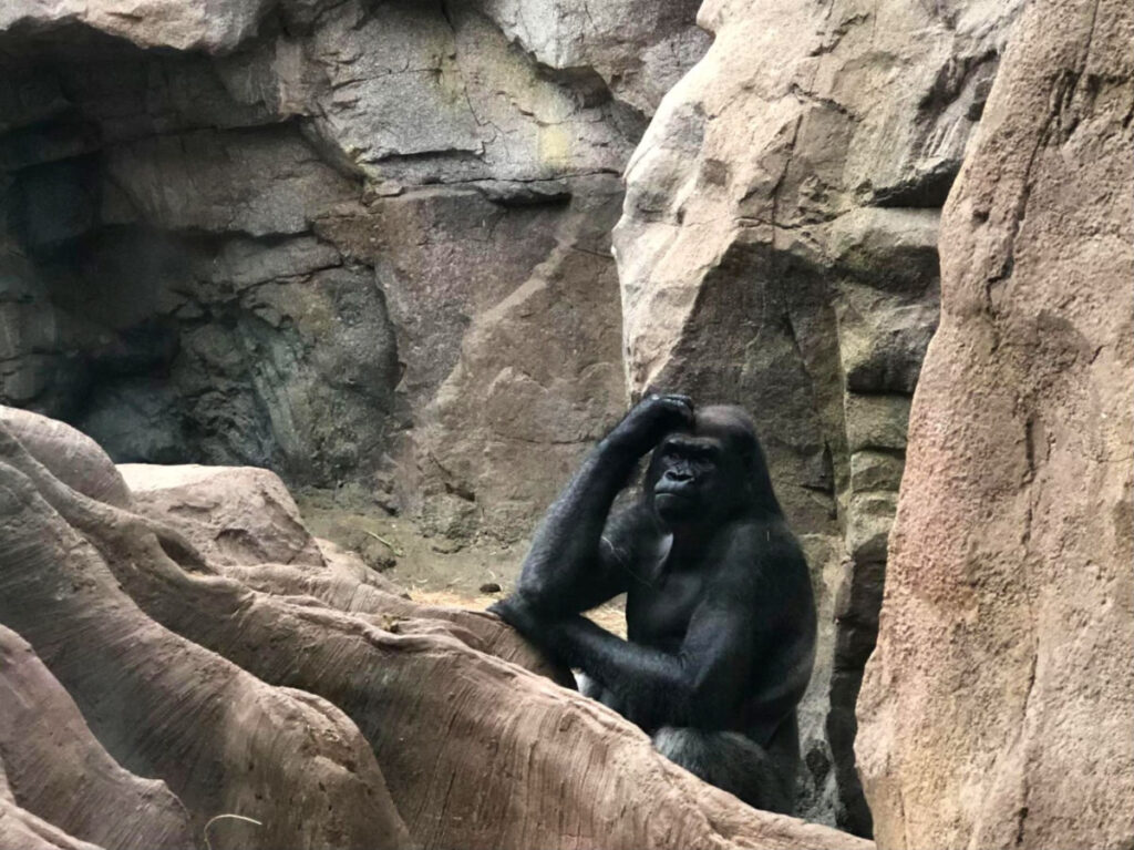 A gorilla sitting in a rock formation at Franklin Park Zoo