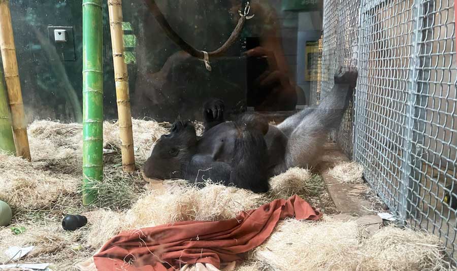 View of a gorilla relaxing on Lincoln Park Zoo