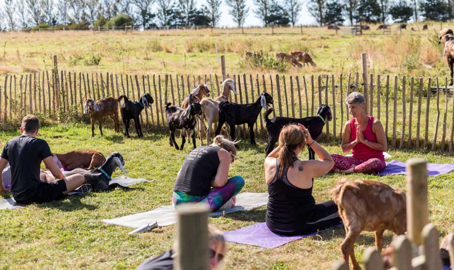 A yoga class with the goats in the field of Grady Goat Yoga Tampa Bay