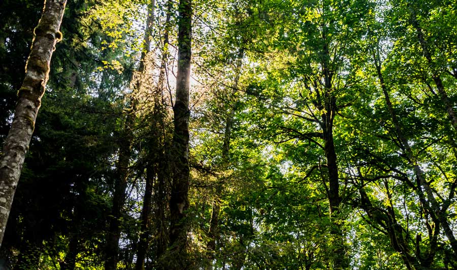 View when you look up in Grand Forest