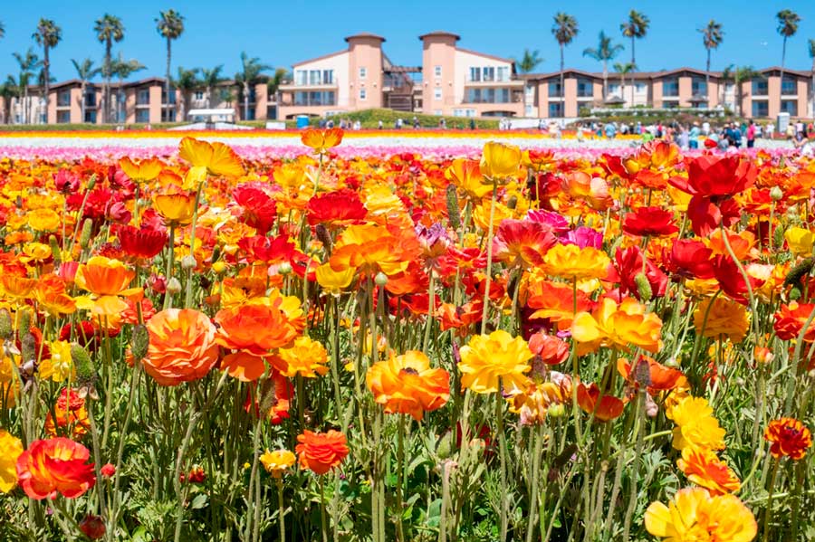 Close up view of colorful flowers in Carlsbad and the Grand Pacific Palisades Resort from afar