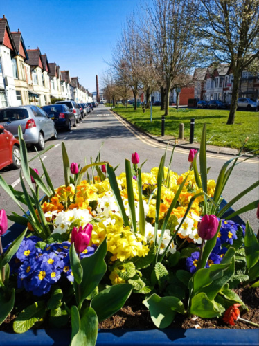 View of the beautiful flowers in the street in Grangetown
