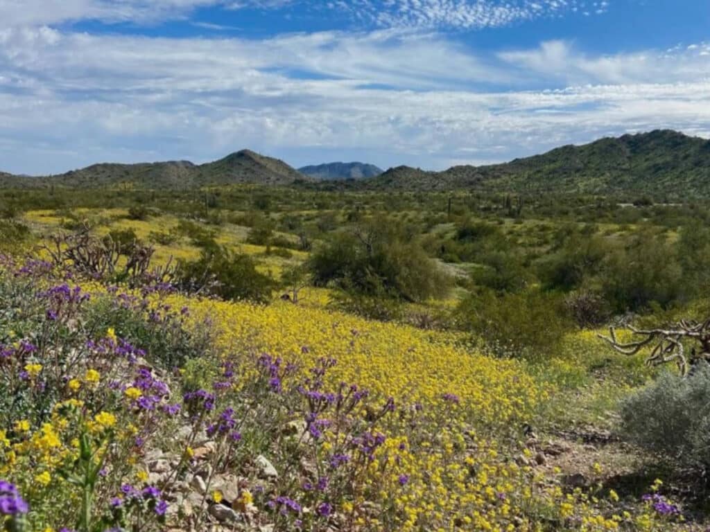 Colorful flowers blooming at the Granite Mountain Loop