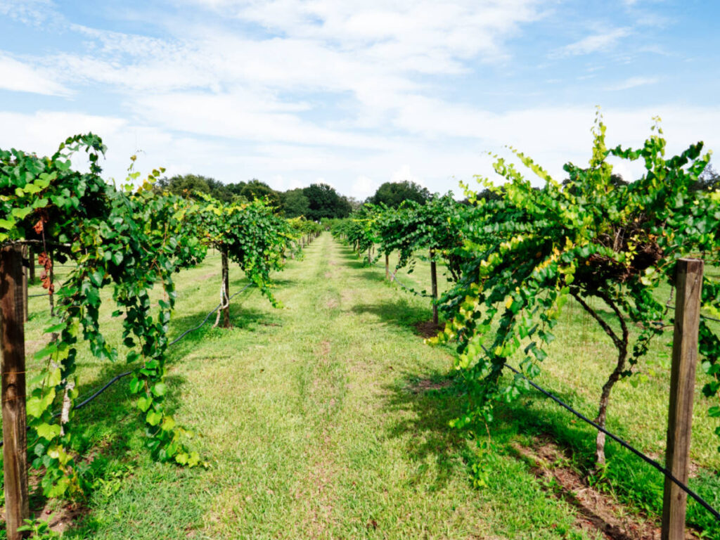 View of the grape farm in Florida on a sunny day.