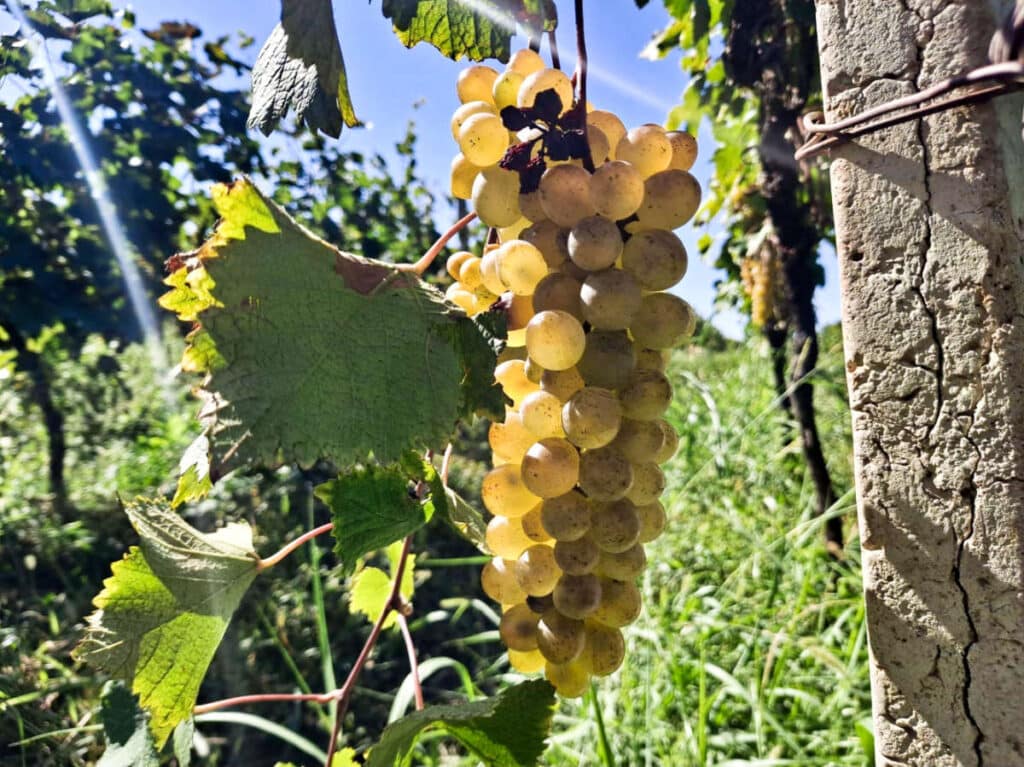 A grape vine in Telavi