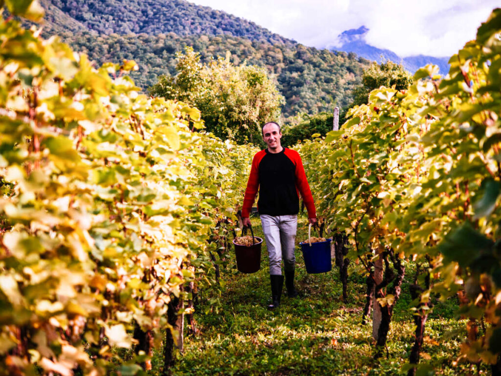 A farmer holding buckets of grapes in Kakheti