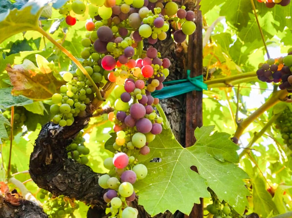 View of the grapes on the vines