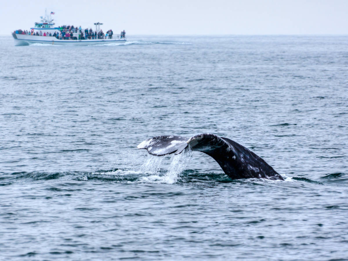The tail of a gray whale emerged out of the water as tourists watched from a boat in the background