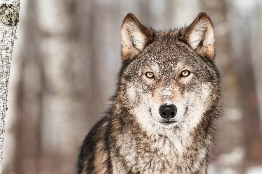 Closeup look at the gray wolf's face with snow