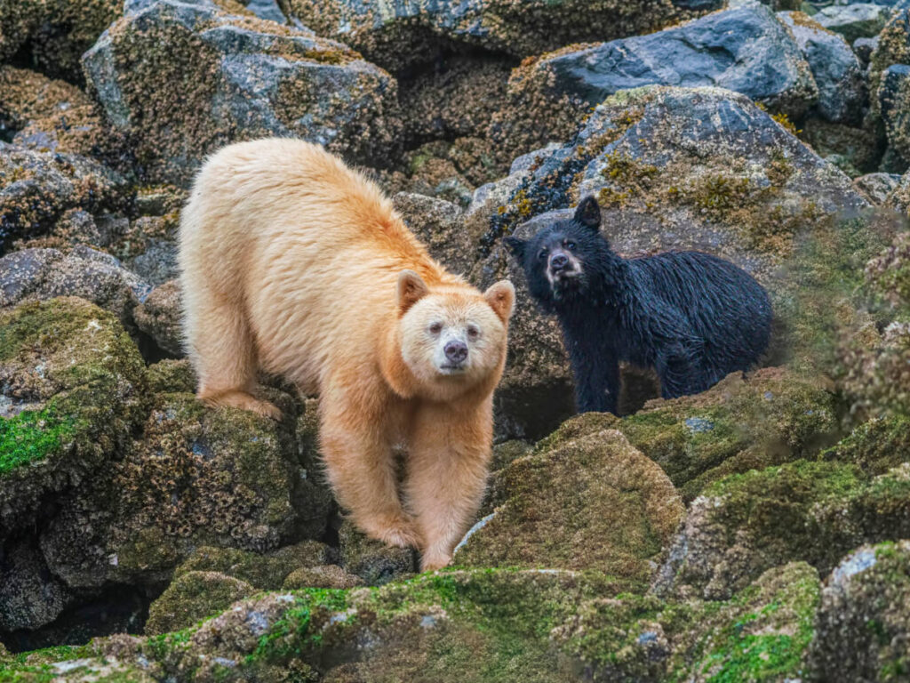 Spirit Bear and her cub pause from eating barnacles at the Great Bear Rainforest