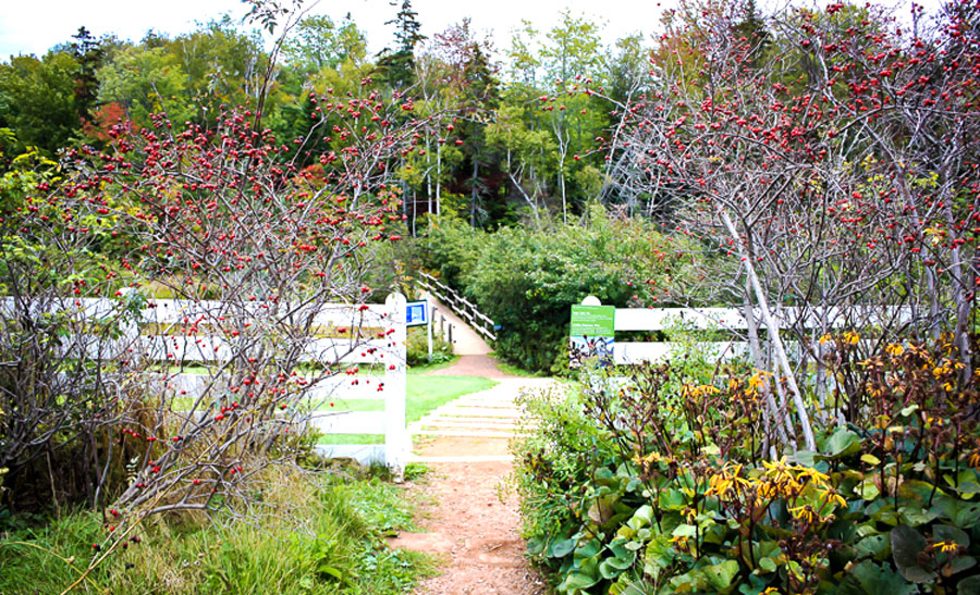 Relaxing view from the Green Gables Hiking Trail