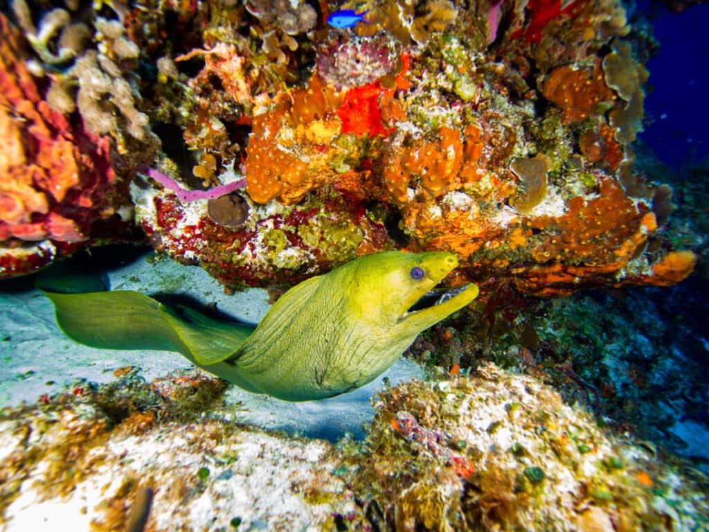 A green moray eel swimming around the corals at Efra’s Wall