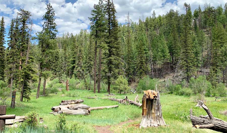 View from the green woods surrounding Pinetop in Arizona